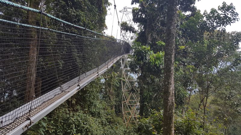 Il ponte sopra le cime degli alberi per osservare le scimmie