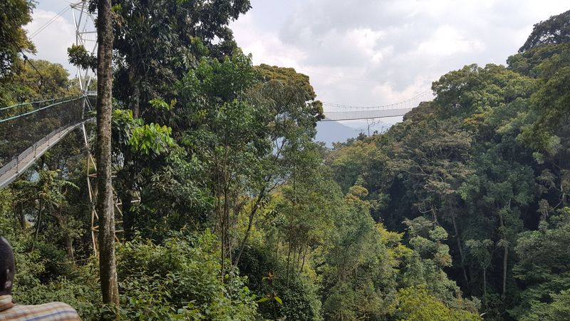Il ponte sopra le cime degli alberi per osservare le scimmie