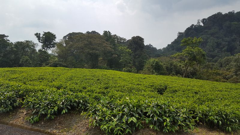 Distese di piante di tè sulle colline e nelle vallate appena fuori dal parco di Nyungwe