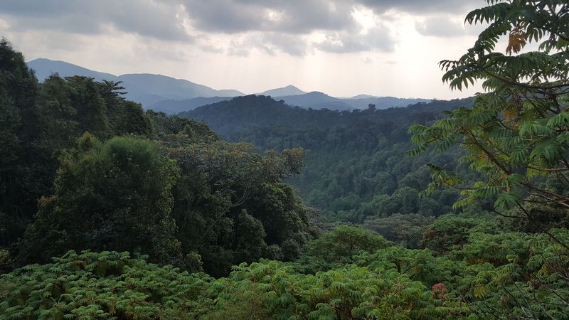 La foresta del parco nazionale di Nyungwe