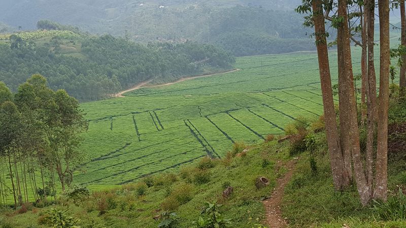 Distese di piante di tè sulle colline e nelle vallate appena fuori dal parco di Nyungwe